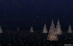 3D Xmas Market Event Trees Animation